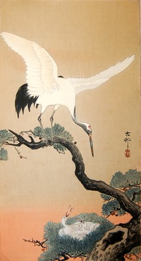 kosoncrane with nestlings in pine tree:1910