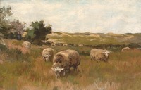 mauve:schapen