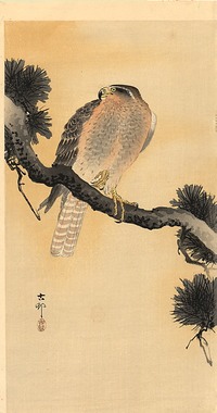 oharakoson:falcon-on-a-branch