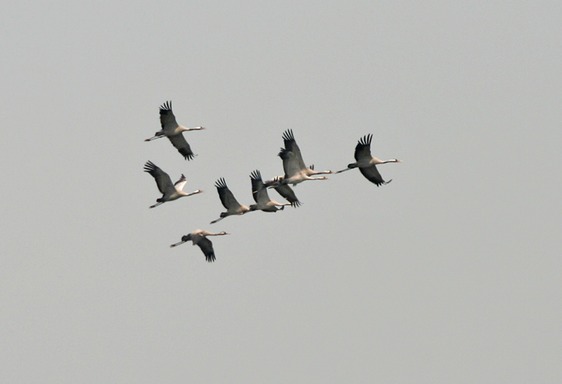 Common Cranes (Grus grus) at Sultanpur I Picture 076